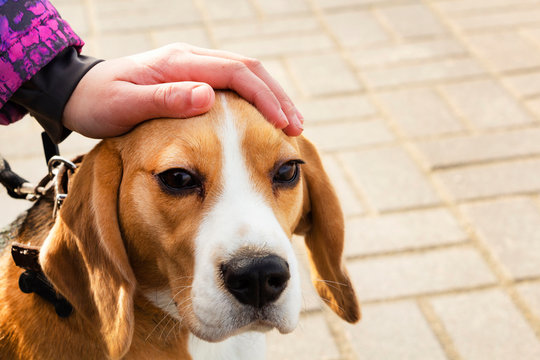 Close-up of a Beagle dog and a child's hands stroking its head
