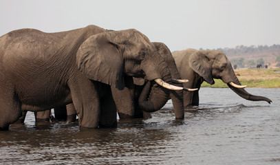 Elephants crossing the Chobe River, Botswana