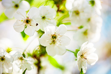 Pink flowers blooming peach tree at spring. Spring blooming, Abstract background. Banner. Selective focus.