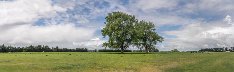 Fototapeta na wymiar big trees in green meadows, near Ongaonga, New Zealand