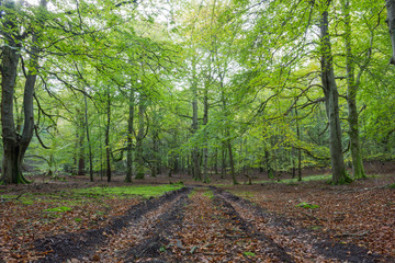 landscape of a forest, leafy and green trees, blue sky, thin, tall and vertical trunks, abundant green vegetation