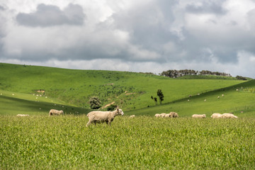 Obraz premium sheep on grass of hilly green meadows, near Dannevirke, East Coast, New Zealand