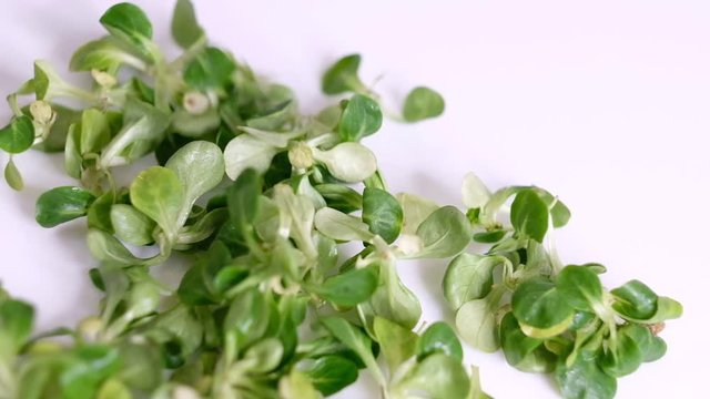 Food background: cornsalad lamb lettuce leaves. Slow Motion video. Close up