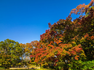 紅葉  Autumn leaves 15