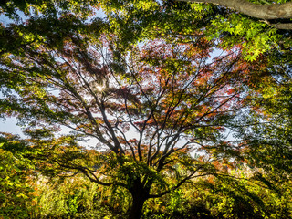 紅葉  Autumn leaves 12