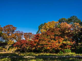 Obraz premium 紅葉 Autumn leaves 11