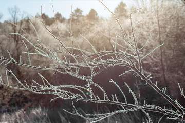 The branches of the tree covered with hoarfrost lit by the bright sun, soft colors