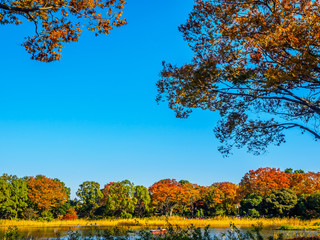 Obraz premium 紅葉 Autumn leaves 4