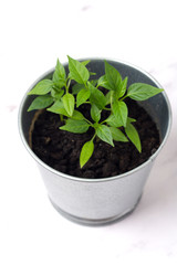 plant in pot isolated on white