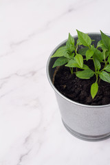 pot with a plant on a white background