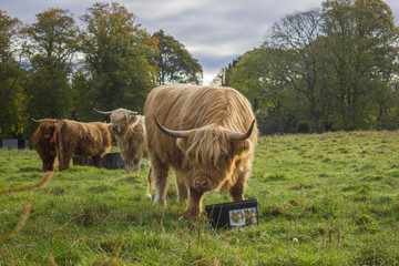 Scottish cows with bangs and long hair grazing green grass in a valley with some trees on a cloudy and cold autumn day