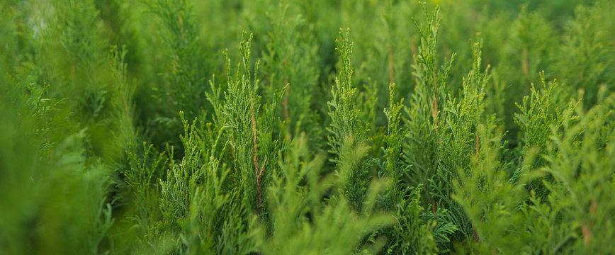 Spring season, plant sale for planting. Green thuya close-up in the plant shop