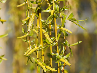 Salix alba 'Tristis' | Saule pleureur doré aux lianes retombantes jaune doré ornées de fleurs en chatons jaunes entre des feuilles étroites, lancéolées et glabres en début de printemps