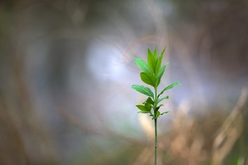 Plante verte forêt