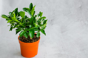 Houseplant blooming citrus tree tangerine or orange with small green fruits in a pot on a gray background. Horizontal orientation. Copy space.