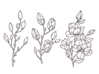 Magnolia sketch. Art floral blossom branch and flowers bunch. Drawing romantic spring plants, nature, graphic botanic vector illustration. Branch magnolia botanical decoration © MicroOne