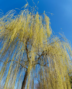 Salix alba 'Tristis' | Saule pleureur doré. Couronne de tiges et rameaux jaune doré retombant sous un ciel bleu printanier