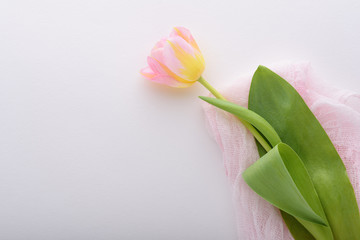 one pink Tulip on pink fabric on white background