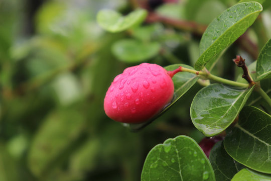 Karonda Images Browse 2,334 Stock Photos, Vectors, and Video Adobe