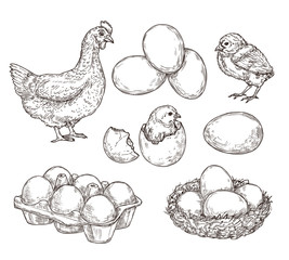 Chicken sketch. Healthy natural farm eggs. Vintage hand drawn hen bird, little chick nest. Isolated rustic products vector illustration. Hen and nest, egg farm and chicken