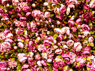 Pink and red Peonies flowers floral texture