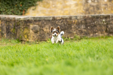 Naklejka na ściany i meble yorkshire terrier outdoor in a park