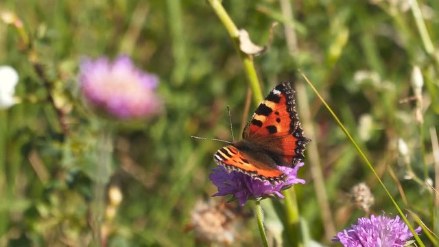 Beautiful colorful butterfly with orange wings on the purple flower. Close up, butterfly sitting in the grass, summer sunny day. Patterns in wildlife