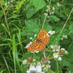 Papillon Tabac d' Espagne, flore et faune du Bugey