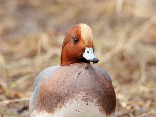 Eurasian wigeon mareca penelope male standing on ground with old dry grass portrait. Cute accurate intelligent duck in wildlife.