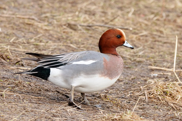 Eurasian wigeon mareca penelope male walking on ground with old dry grass. Cute accurate intelligent duck in wildlife.