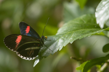 large colourful tropical butterfly with head detail set amidst tropical foliage.