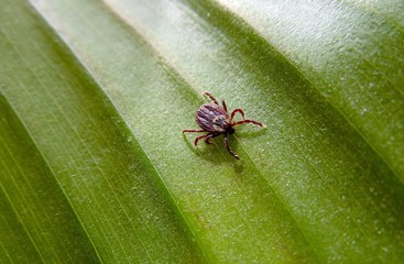 tick creeps on a background of green leaf close-up