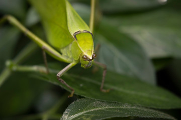 large green locust or grasshopper hiding within a jungle of foliage with head detail.
