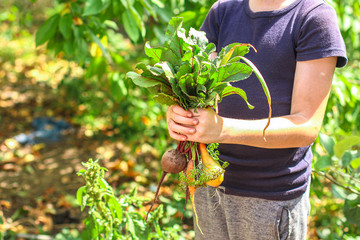 fresh vegetables in the hands, organic harvest (onions, garlic, beets, carrots, dill and other healthy ingredients) menu concept background. top view. copy spaces