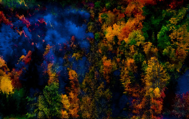 forest scenery of late autumn and painting effect.