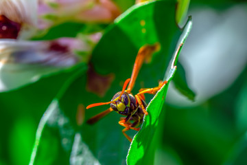 Beautiful Median wasp (Dolichovespula) portrait 