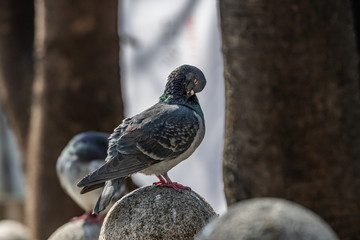Feral pigeon's preening-daily avian routine for personal hygiene