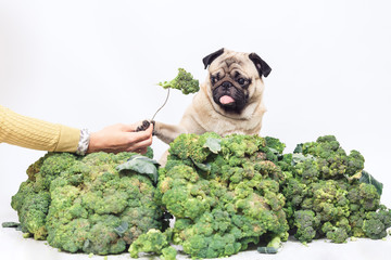 pug is sitting in big heap of broccoli and is holding paw of fork with broccoli. Healthy eating concept. vegan dog. isolated on white.