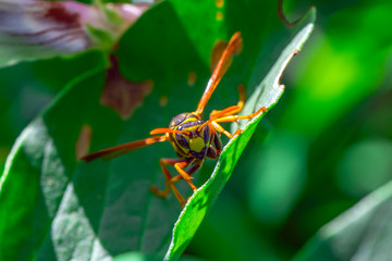 Beautiful Median wasp (Dolichovespula) portrait 