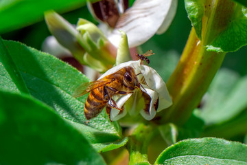 Beautiful  Bee macro in green nature 