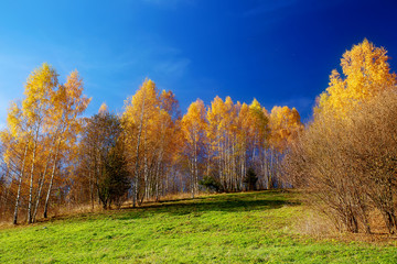 Fototapeta premium Beautiful landscape. birch tree in the foreground image.