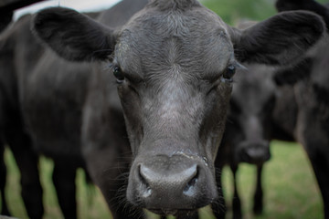 Fototapeta na wymiar up close cow