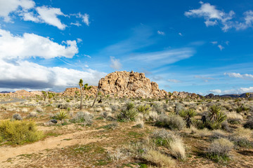 landscape with joshua trees in the desert