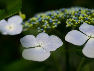 紫陽花