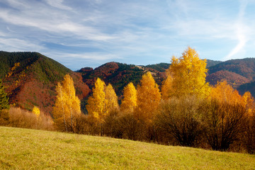 Beautiful landscape. birch tree in the foreground image.