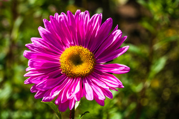 Shiny and pink aster flower (Callistephus chinensis) in the garden with blurred background of green...