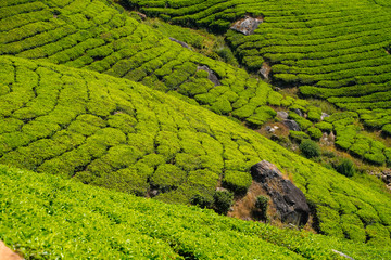 Tea plantations in Munnar, Kerala, India.