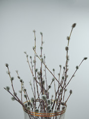 Branches of the pussy willow with flowering bud in vase with water on white background