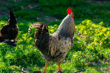  Colorful rooster and hens on sunny day outdoors	