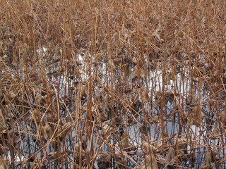 Fototapeta premium landscape from japan